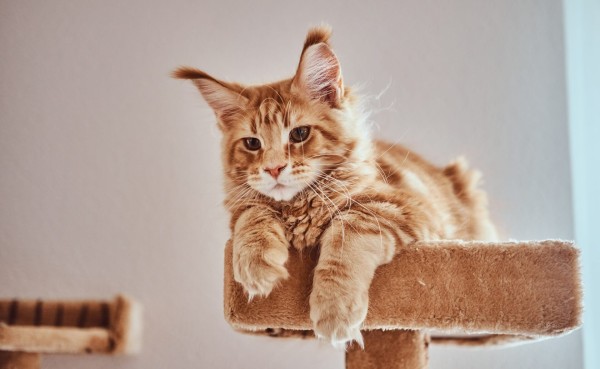 Hogyan készítsd fel kedvenced a kozmetikára?